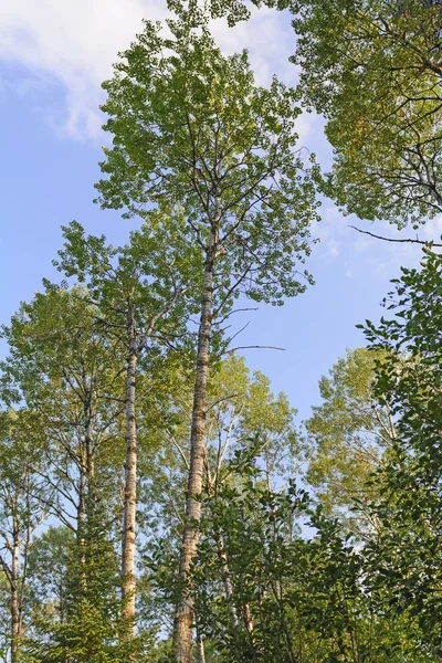 Vit björkträd mot himlen — Stockfoto