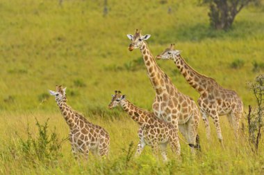 Giraffe Family in the Veldt clipart