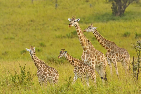 Família Girafa no Veldt — Fotografia de Stock