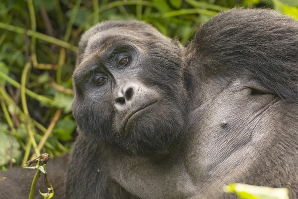 Close-up de um Gorila Silverback Mountain — Fotografia de Stock