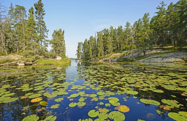 Lily podkładki w północnej jeziora lasy — Zdjęcie stockowe
