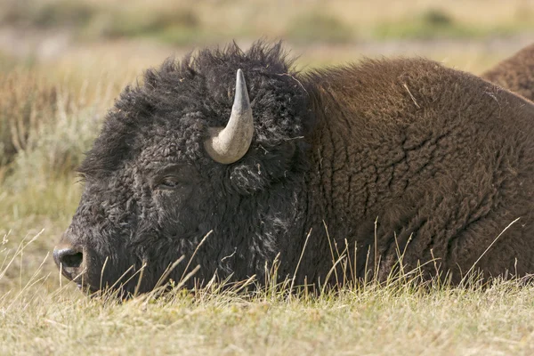 Fechar de um bisão nas planícies — Fotografia de Stock