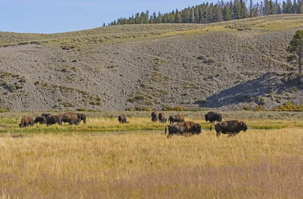 Bison dans les prairies de l'Ouest américain — Photo