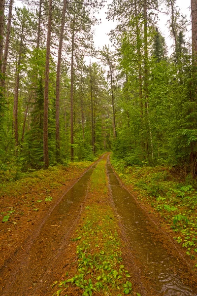 雨の日の森の道 — ストック写真