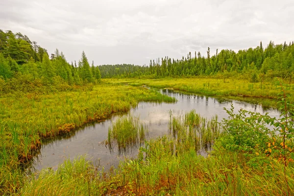 Ruisseau calme dans une zone humide des bois du Nord — Photo