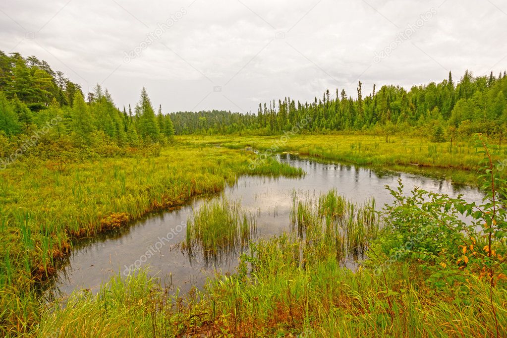 Quiet Creek in a North Woods Wetland