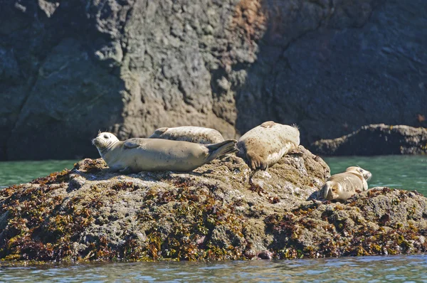 Harbor Seals Sunning on a Rock Royalty Free Stock Photos