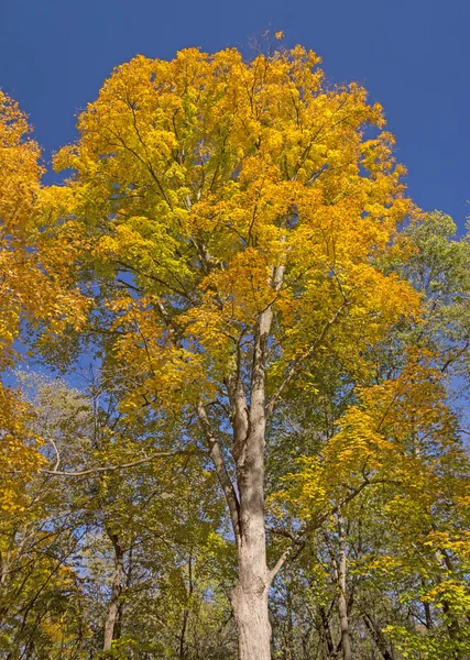 Dramatische Gelbfärbung im Herbst — Stockfoto