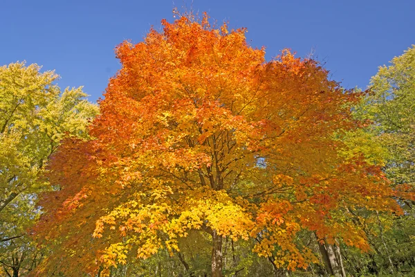 Oranžové a žluté na podzimní strom — Stock fotografie