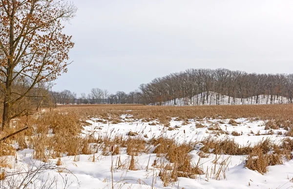 Palude e colline in colori invernali — Foto Stock