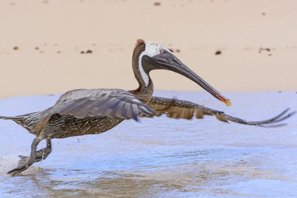 ガラパゴス ブラウン ペリカンの飛行を取る — ストック写真