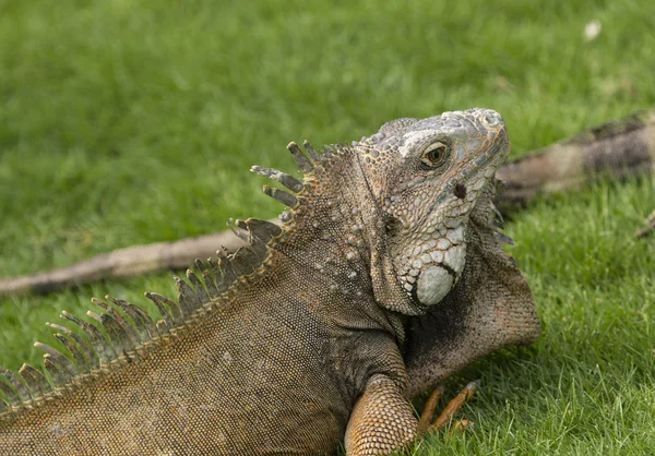 Iguana verde en un parque de la ciudad —  Fotos de Stock