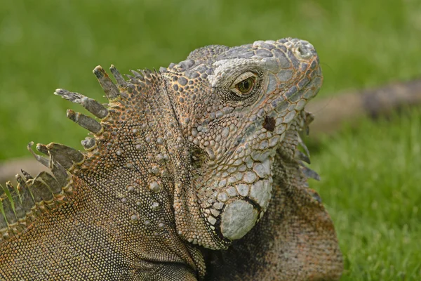 Tiro en la cabeza de una Iguana Verde —  Fotos de Stock