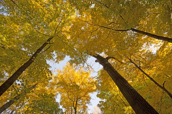 Looking up into a Yellow Canopy — Stock Photo, Image