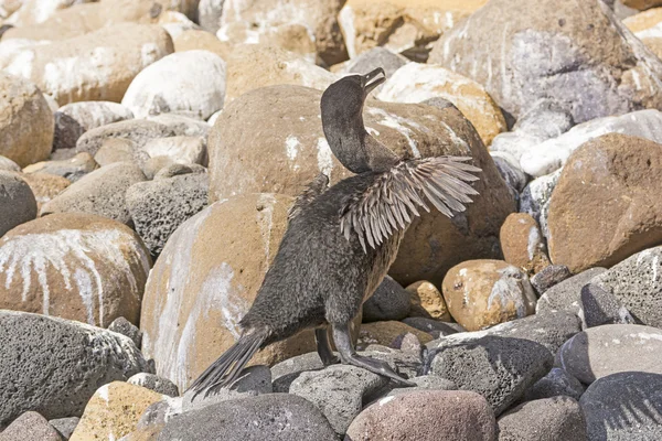 Nelétavého kormorána v Galapágy — Stock fotografie