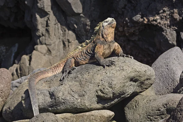 Iguana marina masculina en un afloramiento rocoso —  Fotos de Stock