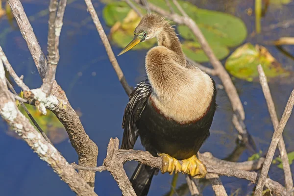 에 버 글레이즈에 여성 Anhinga — 스톡 사진