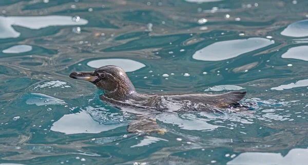 Галапагоський пінгвін, купання в океані — стокове фото