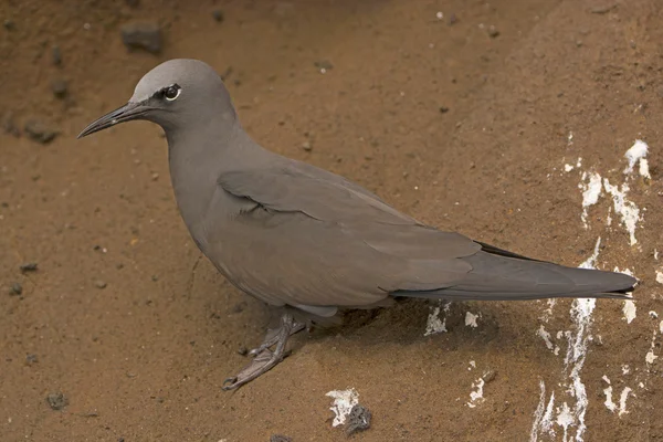 Brown Noddy Tern on a Rock Shelf — Stock Photo, Image