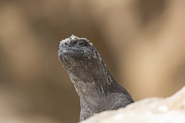 Una Iguana Marina Femenina Mirando sobre una Roca —  Fotos de Stock