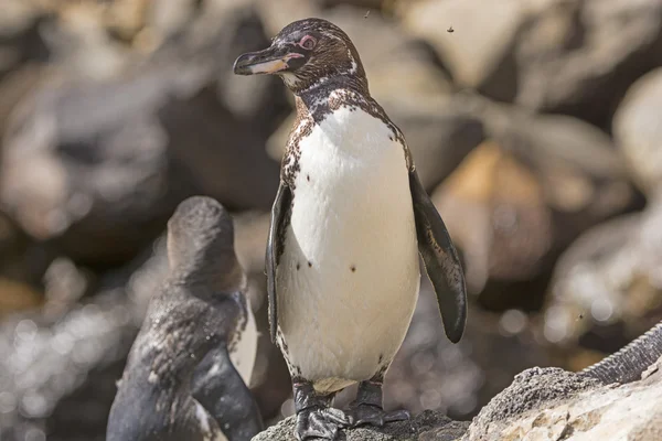 Galapaogos pingwina na nadmorskiej skale — Zdjęcie stockowe