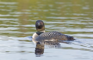 ortak loon north Woods