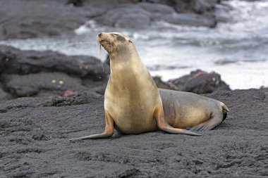 Galapagos deniz aslanı bir lav yatakta