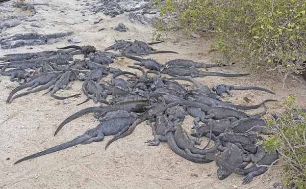 Iguane marine che riposano sulla riva — Foto Stock
