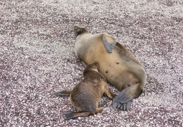 Dla dzieci Galapagos morze Lion opieki — Zdjęcie stockowe