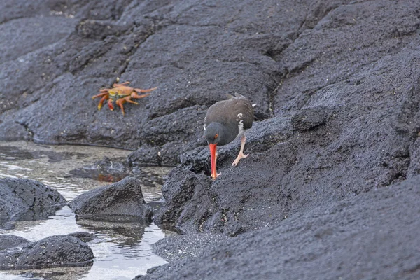 An American Oystercatcher looking for food on the Rocks — Stock Photo, Image