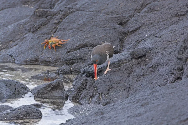 Um americano Oystercatcher à procura de comida nas Rochas — Fotografia de Stock