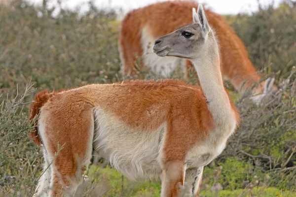 Guanaco en las estepas patagónicas — Foto de Stock