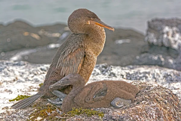 Flightless Cormorant e seu bebê em seu ninho — Fotografia de Stock