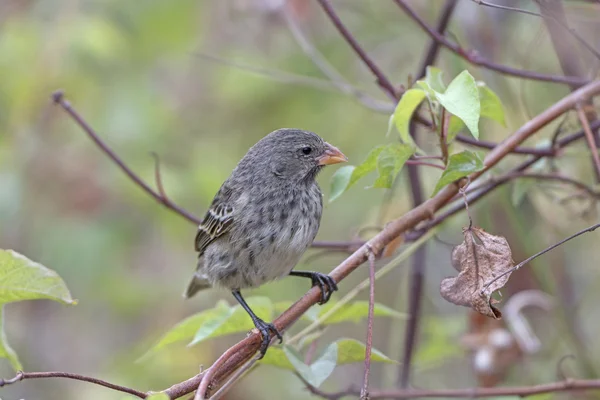 Ženské Galapagos pozemní Finch — Stock fotografie