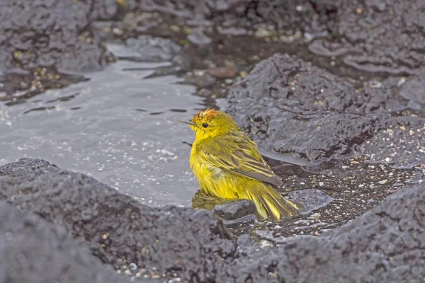 Yellow Warbler Taking a Bath in a the Ocean — Stock Photo, Image