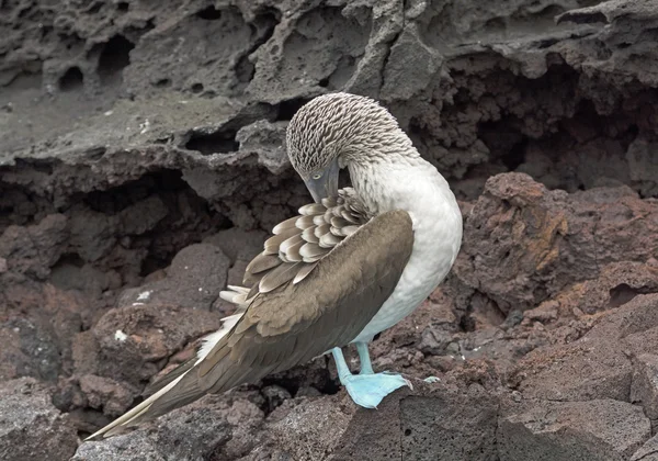 Pé Azul Boobie Preening nas rochas de uma ilha — Fotografia de Stock