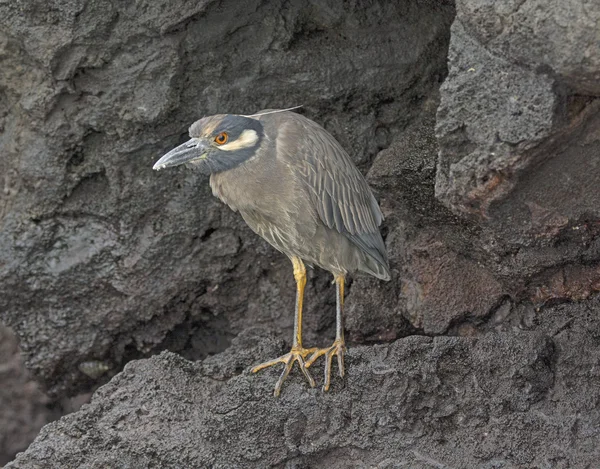 Geel-gekroond nacht Heron op een vulkanisch eiland — Stockfoto