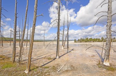 Taşlaşmış ağaç bir termal alanı çerçeve