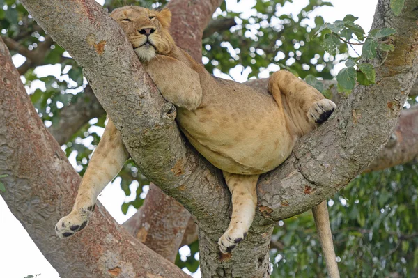 Giovane leone maschio africano dorme in un albero — Foto Stock