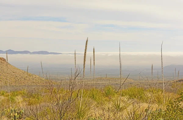 Brouillard matinal dans une vallée désertique — Photo