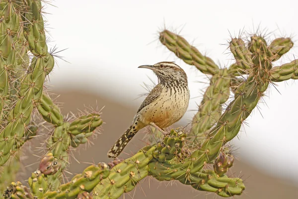 Cactus Wren on a Cholla in the Desert — Stock Photo, Image