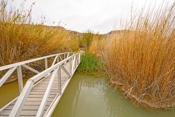 横过湿地池塘的行人天桥 — 图库照片