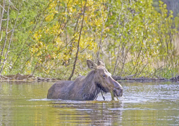 Vrouwelijke Moose voeden met vijver vegetatie in de herfst Stockfoto