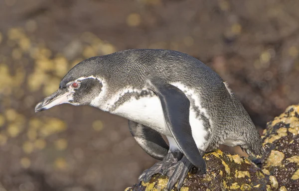 Galapagos Penguin gebruiksklare duik in de Oceaan Stockfoto