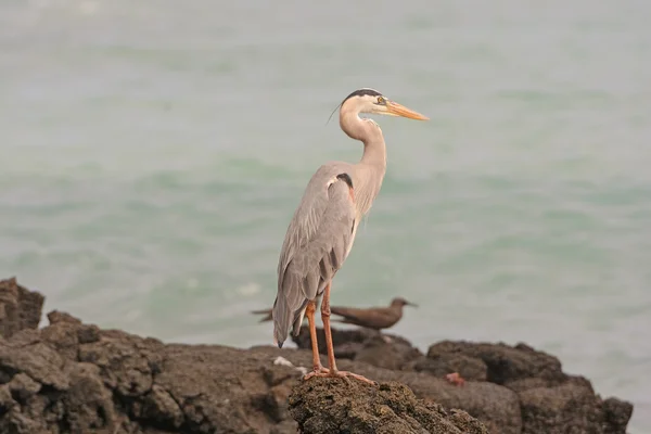 Great Blue Heron on a Remote Island — Stock Photo, Image