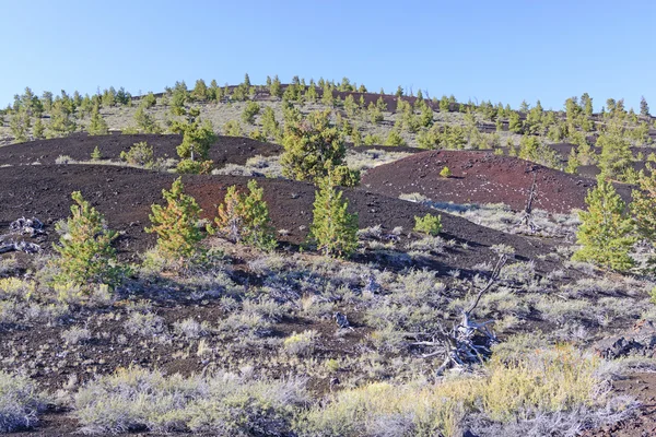 Nieuwe vegetatie op een vulkanische landschap — Stockfoto