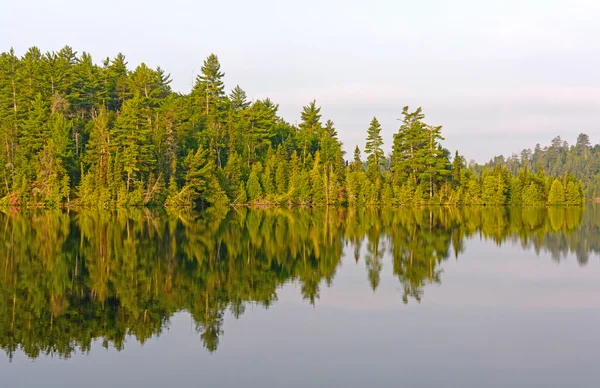 Reflexões da manhã nos bosques do norte — Fotografia de Stock