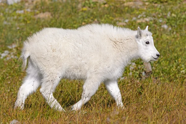 Cabra de montaña bebé en un prado alpino —  Fotos de Stock
