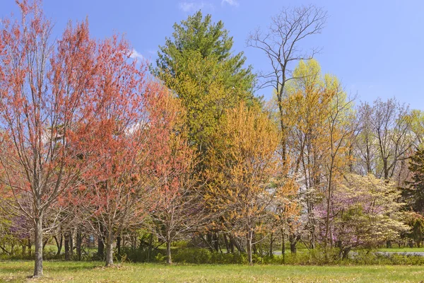 Couleurs printanières dans les montagnes de l'Est — Photo