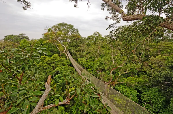 Trilha de suspensão de dossel de floresta tropical — Fotografia de Stock